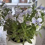 アパート Thyme, 2 Brs Apt, 5mins Nafplio, 10 Mins ナフプリオ
