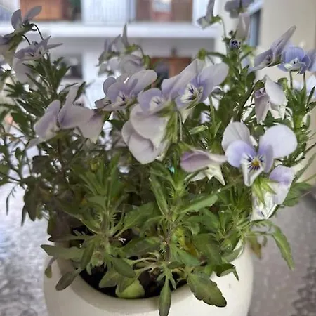 Apartment Thyme, 2 Brs Apt, 5mins Nafplio, 10 Mins Nafplio