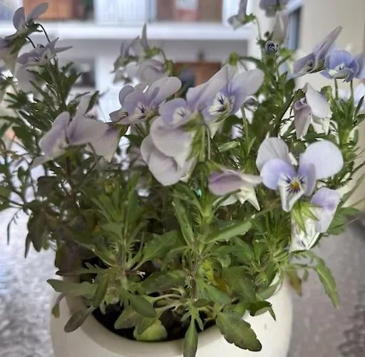 Lägenhet Thyme, 2 Brs Apt, 5mins Nafplio, 10 Mins Nafplion